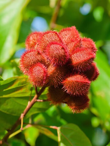 Alternative view of Lg. Annatto Lipstick Tree (bixa orellana)