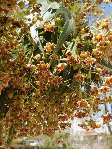 Alternative view of Lg. Australian Black Kurrajong Bottle Tree (brachychiton populneus)