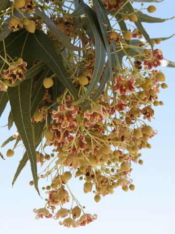 Lg. Australian Black Kurrajong Bottle Tree (brachychiton populneus)