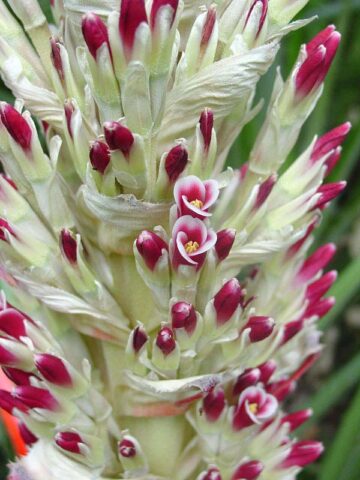 Lg. Hearts of Flame Bromeliad Plant (bromelia balansae) - Image 4