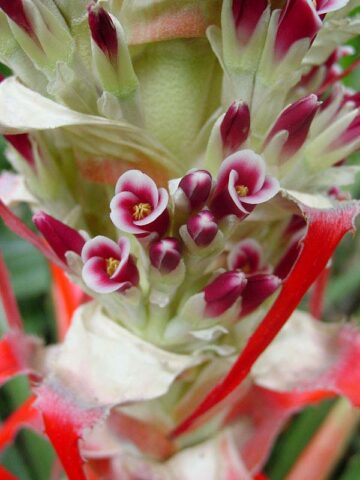 Lg. Hearts of Flame Bromeliad Plant (bromelia balansae) - Image 2