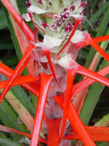 Lg. Hearts of Flame Bromeliad Plant (bromelia balansae) - Image 3