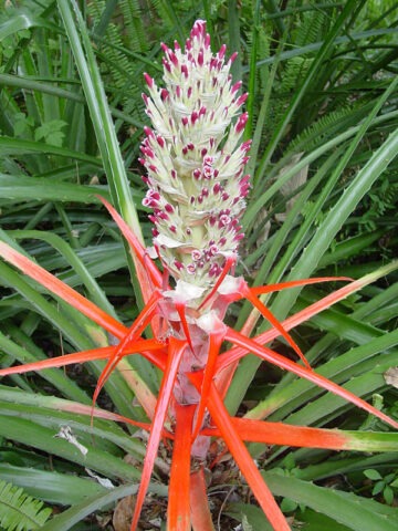 Lg. Hearts of Flame Bromeliad Plant (bromelia balansae)