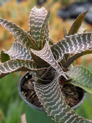 Alternative view of Lg. Gerkiana Bromeliad Plant (bromelia orthophytum)