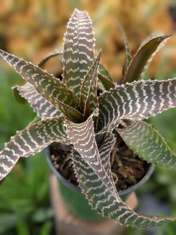Lg. Gerkiana Bromeliad Plant (bromelia orthophytum)