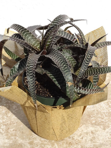 Lg. Gerkiana Bromeliad Plant (bromelia orthophytum)