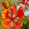 Dwarf Peacock Poinciana Tree (caesalpinia pulcherrima)