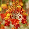 Lg. Dwarf Pink Peacock Poinciana (caesalpinia pulcherrima)