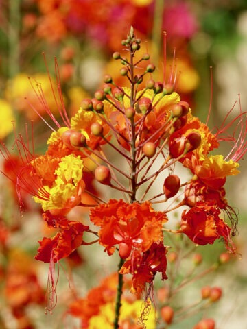 Lg. Dwarf Pink Peacock Poinciana (caesalpinia pulcherrima)