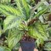 Beauty Star Calathea Plant