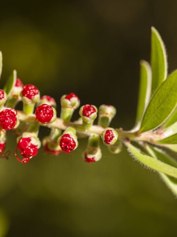 Alternative view of Lg. Pams Pom Pom Bottlebrush Tree (callistemon citrinus)