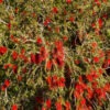 Lg. Crimson Bottlebrush Tree (callistemon citrinus)