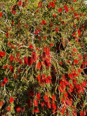 Lg. Crimson Bottlebrush Tree (callistemon citrinus)