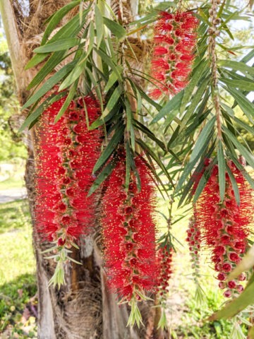 Alternative view of Lg. Crimson Bottlebrush Tree (callistemon citrinus)