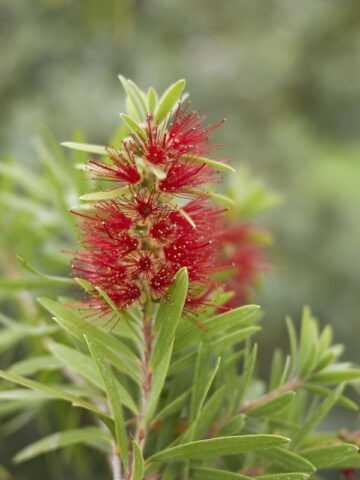 Lg. Dwarf Weeping Bottlebrush (callistemon subulatus)