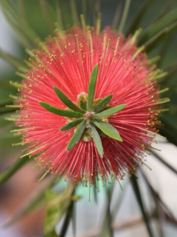 Alternative view of Lg. Dwarf Weeping Bottlebrush (callistemon subulatus)