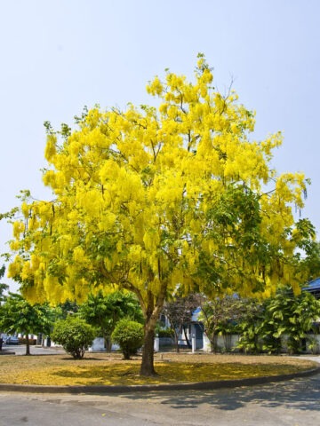 Alternative view of Golden Shower Tree (cassia fistula)