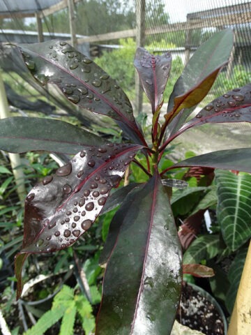 Lg. Fragrant Thai Maroon Perfume Plant (cerbera manghas)