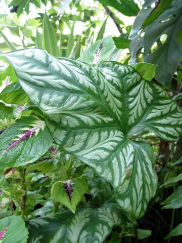 Alternative view of Cercestis Mirabilis Tropical Plant
