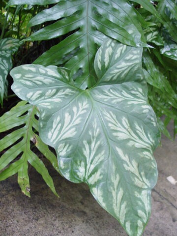 Cercestis Mirabilis Tropical Plant