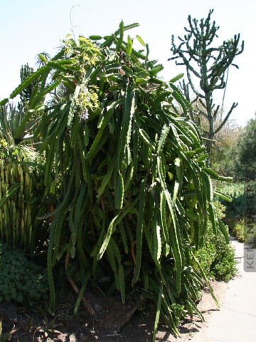 Alternative view of White Night Blooming Cereus Cactus