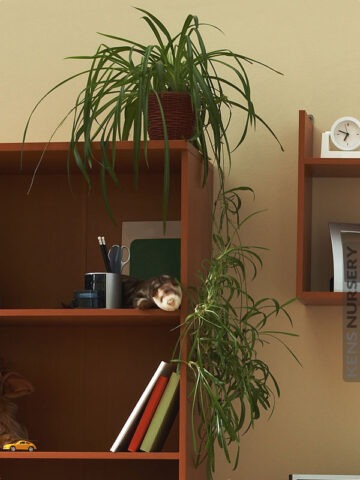 Heirloom Green Spider Plant (chlorophytum jade)