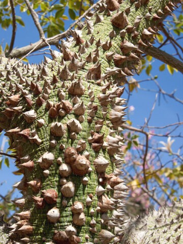 Alternative view of Lg. Pink Silk Floss Tree (chorisia speciosa)