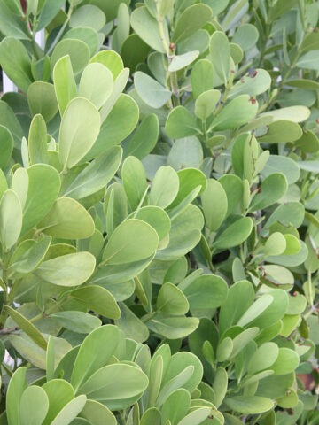 Alternative view of Lg. Autograph Tree, Large Leaf Variety (clusia rosea)
