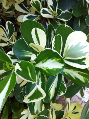 Lg. Variegated Autograph Tree (clusia rosea)
