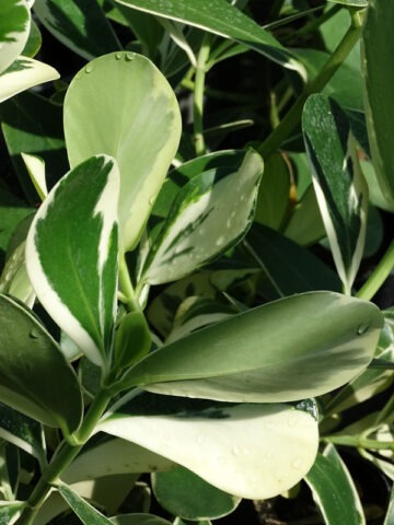 Alternative view of Lg. Variegated Autograph Tree (clusia rosea)