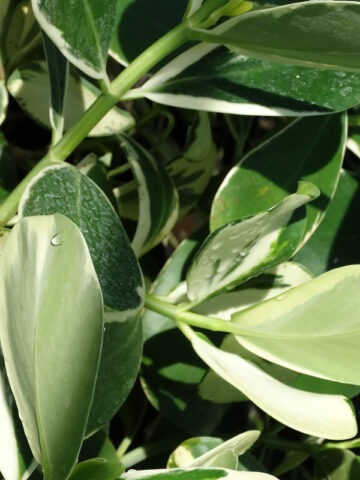 Lg. Variegated Autograph Tree (clusia rosea) - Image 3