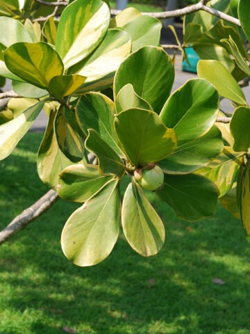 Lg. Variegated Autograph Tree (clusia rosea) - Image 4