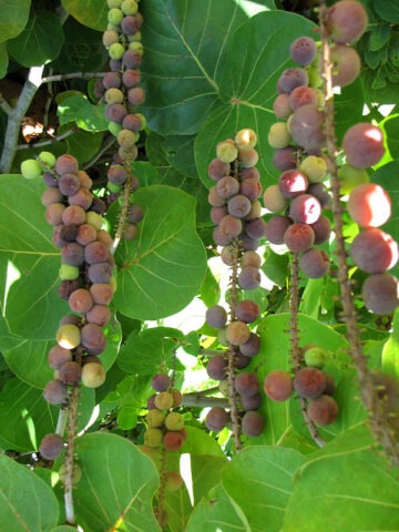 Lg. Sea Grape Tree (coccoloba uvifera)