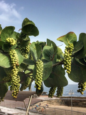 Alternative view of Lg. Sea Grape Tree (coccoloba uvifera)