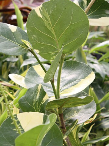 Alternative view of Lg. Variegated Sea Grape Tree (coccoloba uvifera)