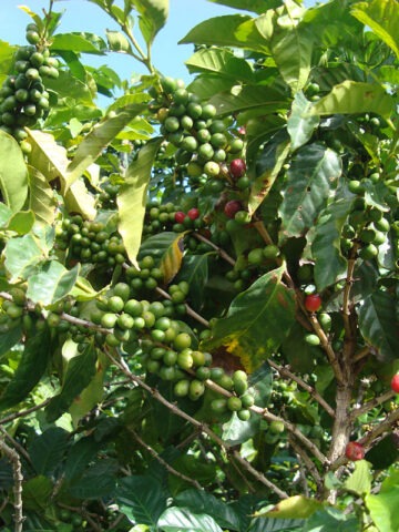 Alternative view of Kona Coffee Bush (coffea arabica)