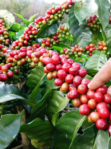 Lg. Kona Coffee Bush (coffea arabica)