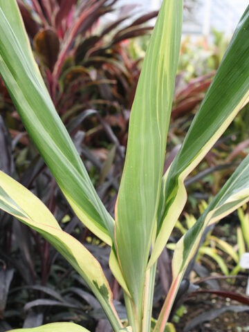 Lg. Amaryllis Hawaiian Ti Plant (cordyline sp.)
