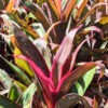 Lg. Black Star Hawaiian Ti Plant (cordyline sp.)