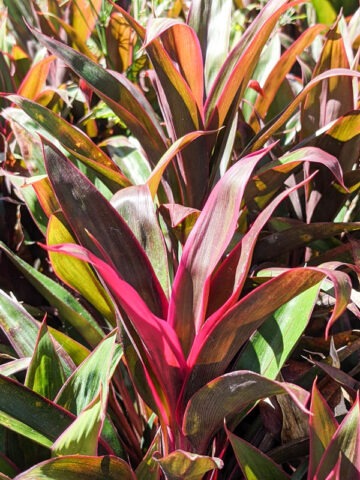 Lg. Black Star Hawaiian Ti Plant (cordyline sp.)