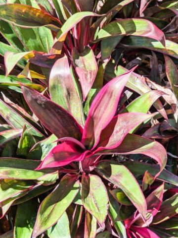 Alternative view of Lg. Black Star Hawaiian Ti Plant (cordyline sp.)