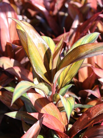 Lg. Cointreaux Hawaiian Ti Plant (cordyline sp.)