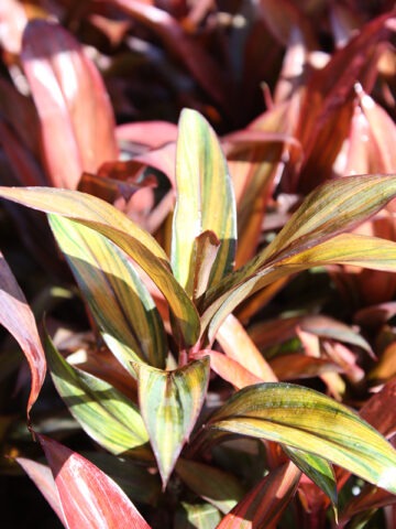 Alternative view of Lg. Cointreaux Hawaiian Ti Plant (cordyline sp.)