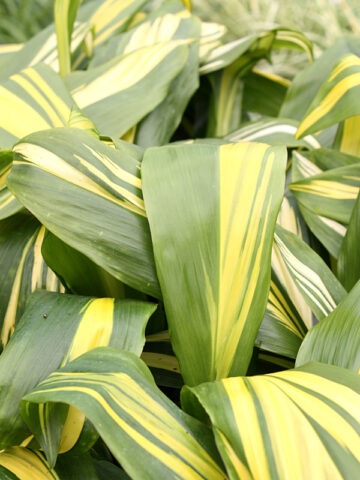 Alternative view of Lg. Golden Stripe Hawaiian Ti Plant (cordyline sp.)