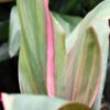Lg. Jackie Hawaiian Ti Plant (cordyline sp.)