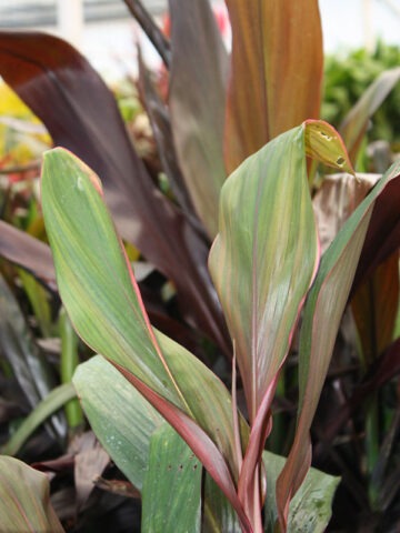 Alternative view of Lg. Jackie Hawaiian Ti Plant (cordyline sp.)