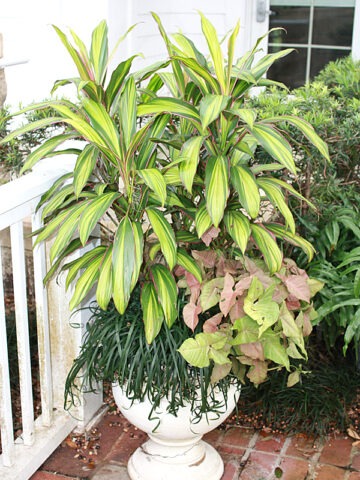 Alternative view of Lg. Kiwi Hawaiian Ti Plant (cordyline sp.)