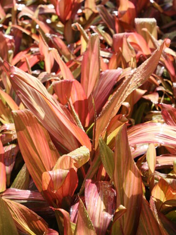 Alternative view of Lg. Morning Sunshine Hawaiian Ti Plant (cordyline sp.)