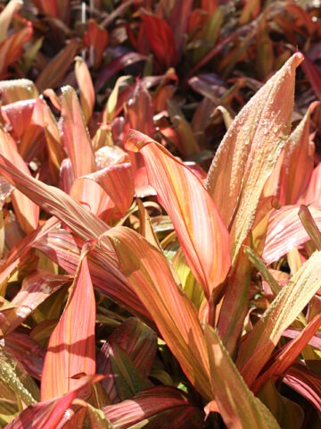Lg. Morning Sunshine Hawaiian Ti Plant (cordyline sp.)