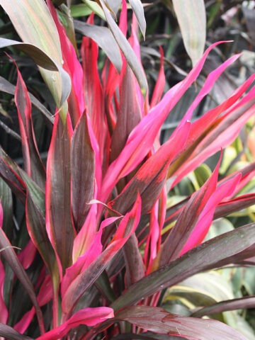 Alternative view of Lg. Neon Hawaiian Ti Plant (cordyline sp.)